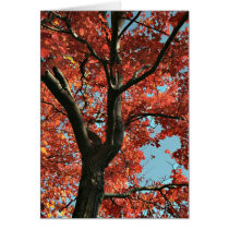 AUTUMN   (blank card) cards