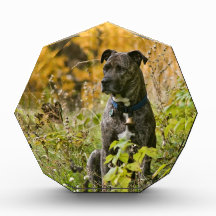 Autumn Bryn Award