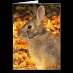 Autumn Bunny cards