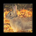 Autumn Bunny magnets