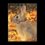 Autumn Bunny postcards
