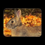 Autumn Bunny magnets