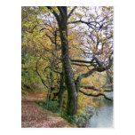 AUTUMN BY THE LAKE POST CARD