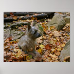Autumn Cairn Poster
