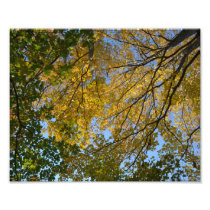 AUTUMN CANOPY PHOTO
