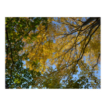 AUTUMN CANOPY. POSTER