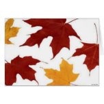 Autumn Card