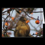Autumn Cardinal cards