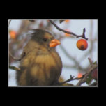 Autumn Cardinal postcards
