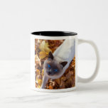 Autumn Cat Coffee Mug