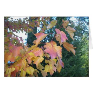 Autumn color 2010 card card