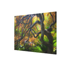 Autumn color Maple trees, Victoria, British 2 Canvas Prints