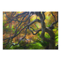 Autumn color Maple trees, Victoria, British 2