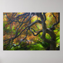 Autumn color Maple trees, Victoria, British 2 Print