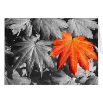 Autumn Color Postcard
