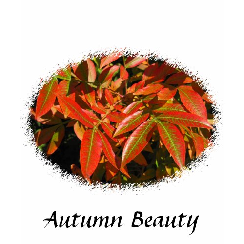 Autumn Color shirt