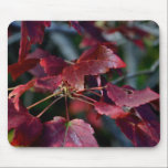 Autumn Colored Leaves mousepads