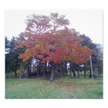 Autumn Colored tree Photographic Print