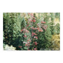 Autumn Colors 2 posters by SandeDesigns Autumn Colors 2 posters