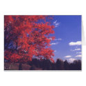 Autumn Colors cards by kchwxdr Autumn Colors cards