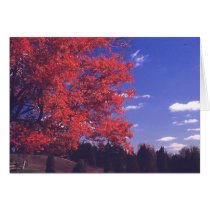 Autumn Colors cards