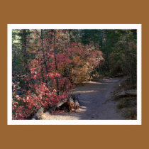 Autumn Colors in the Shade posters