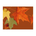 Autumn Colors Postcard by Jaenne Autumn Colors Postcard