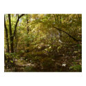 Autumn Colors Print