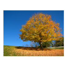 Autumn Colors, West Virginia Postcard