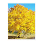 Autumn Colour Post Cards