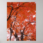 Autumn colours posters