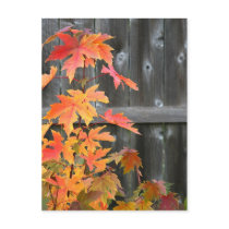 Autumn contrasts postcards by deemac1 Autumn contrasts postcards