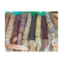Autumn Corn postcards