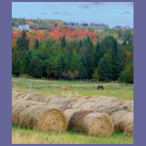 Autumn County t-shirts