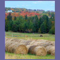 Autumn County t-shirts