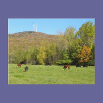 Autumn Cows postcards