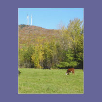 Autumn Cows postcards
