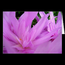 Autumn Crocus cards