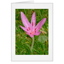 Autumn Crocus or Colchicum Card