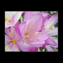 Autumn Crocus postcards by MovingLight Autumn Crocus postcards