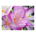 Autumn Crocus posters