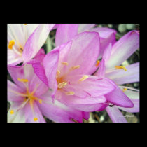 Autumn Crocus posters by MovingLight Autumn Crocus posters