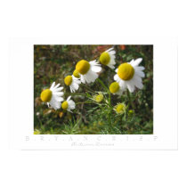 Autumn Daisies Digital Photo Print Poster by jesterbryanc Autumn Daisies Digital Photo Print Poster