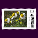 Autumn Daisies