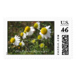 Autumn Daisies
