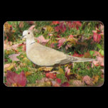 Autumn Dove magnets