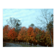 Autumn Drive--1 Postcard