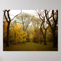 Autumn Elm Trees in Central Park, NYC, Small Print