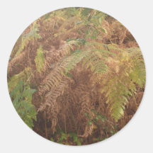 Autumn ferns sticker