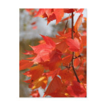 Autumn Fire postcards